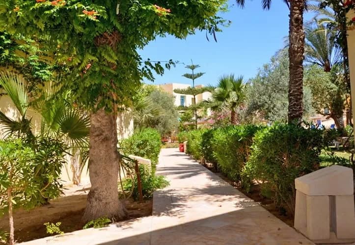 Allée du village bordée de palmiers et de bougainvilliers, devant les maisons blanches